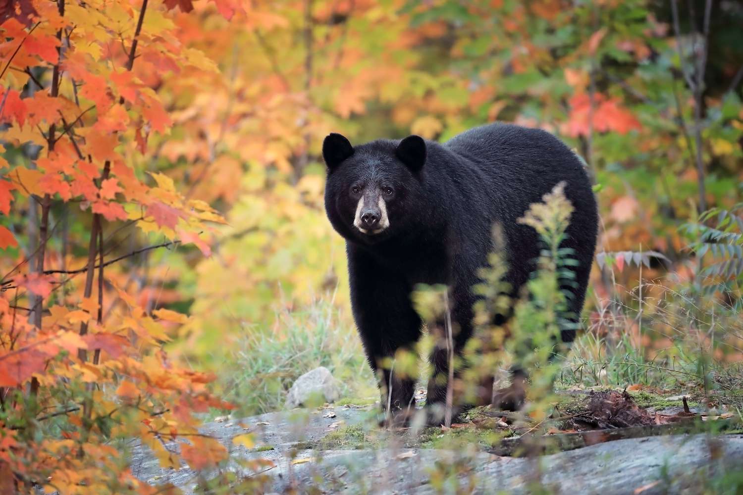 Black bear