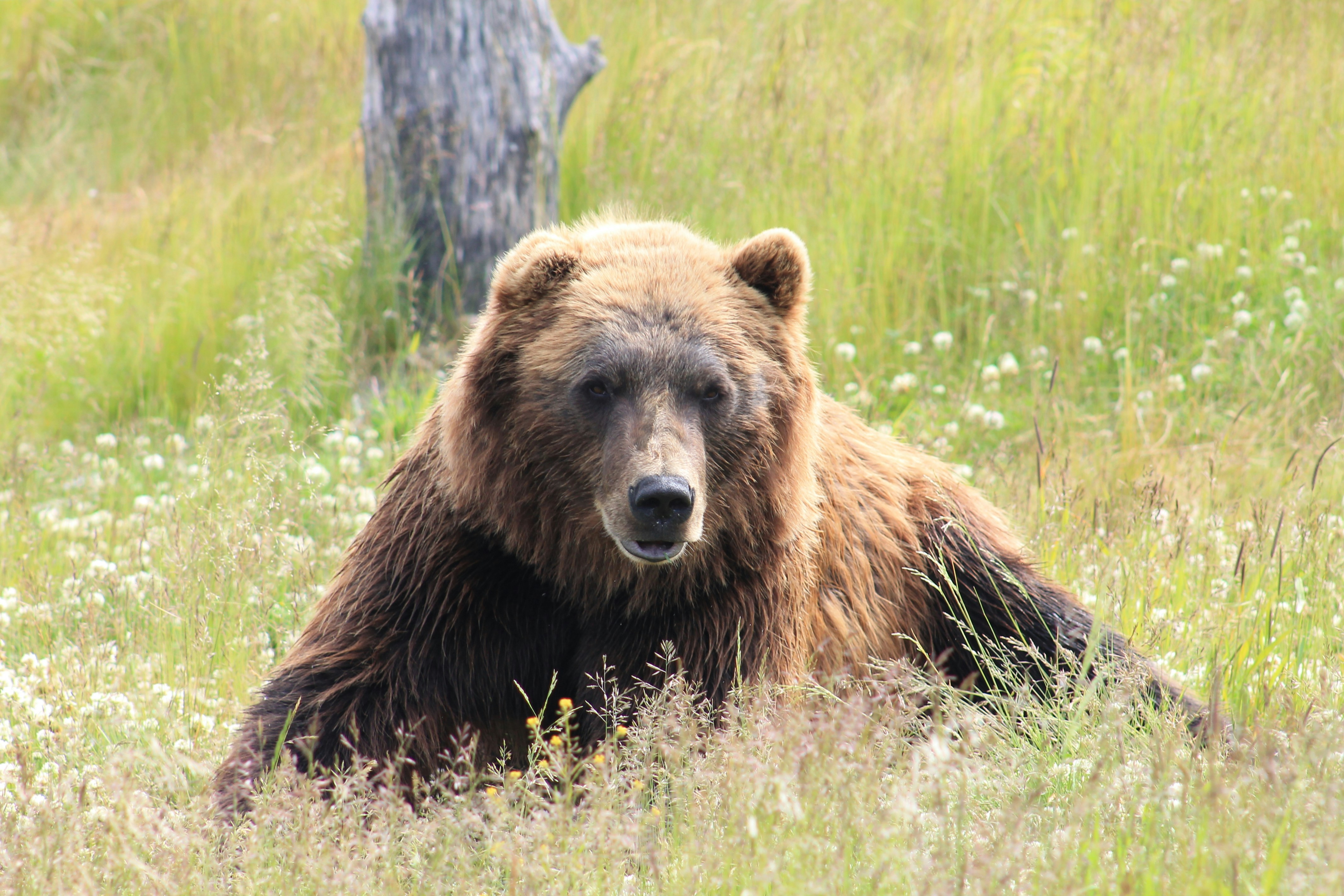 Brown bear portrait