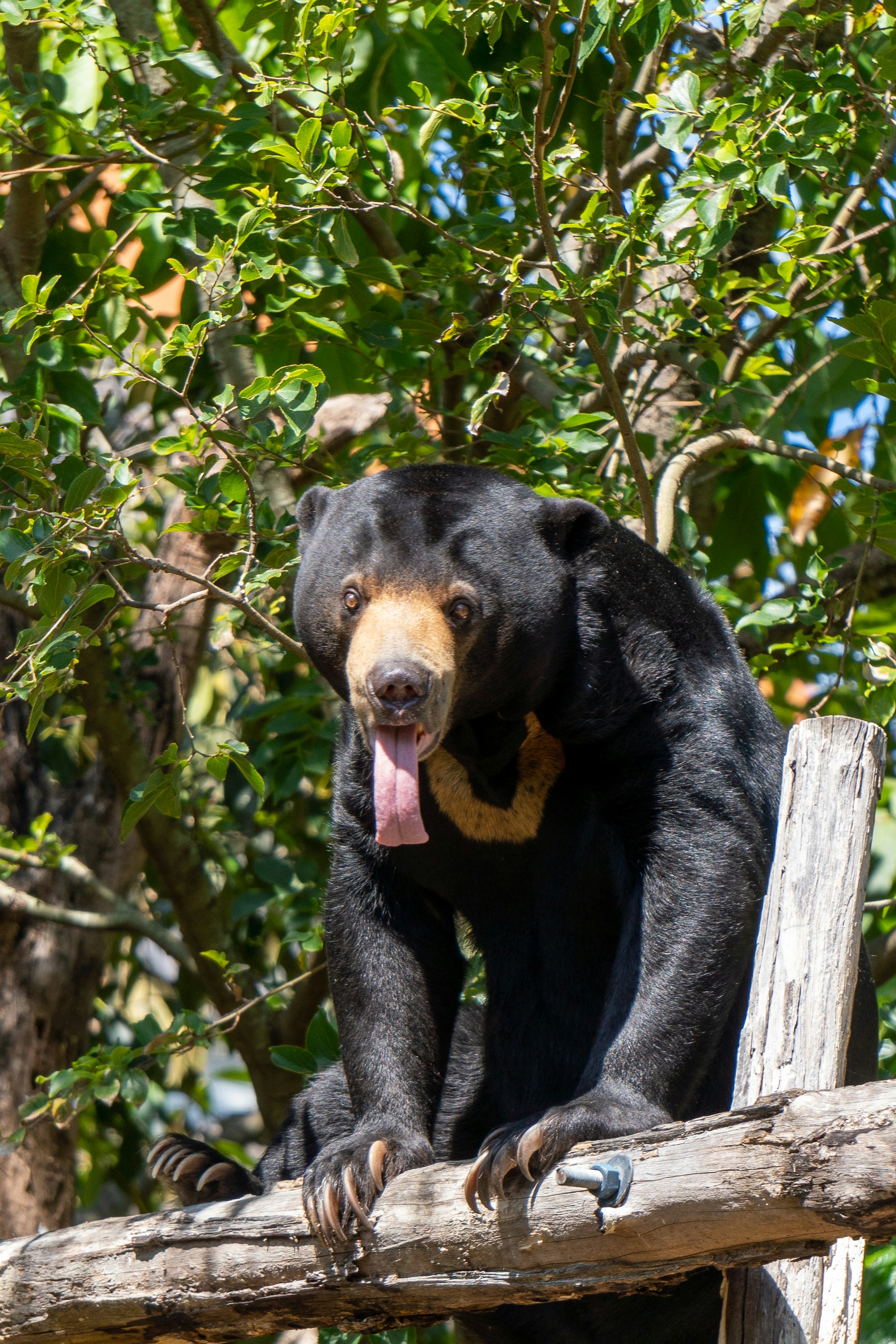 Moon bear