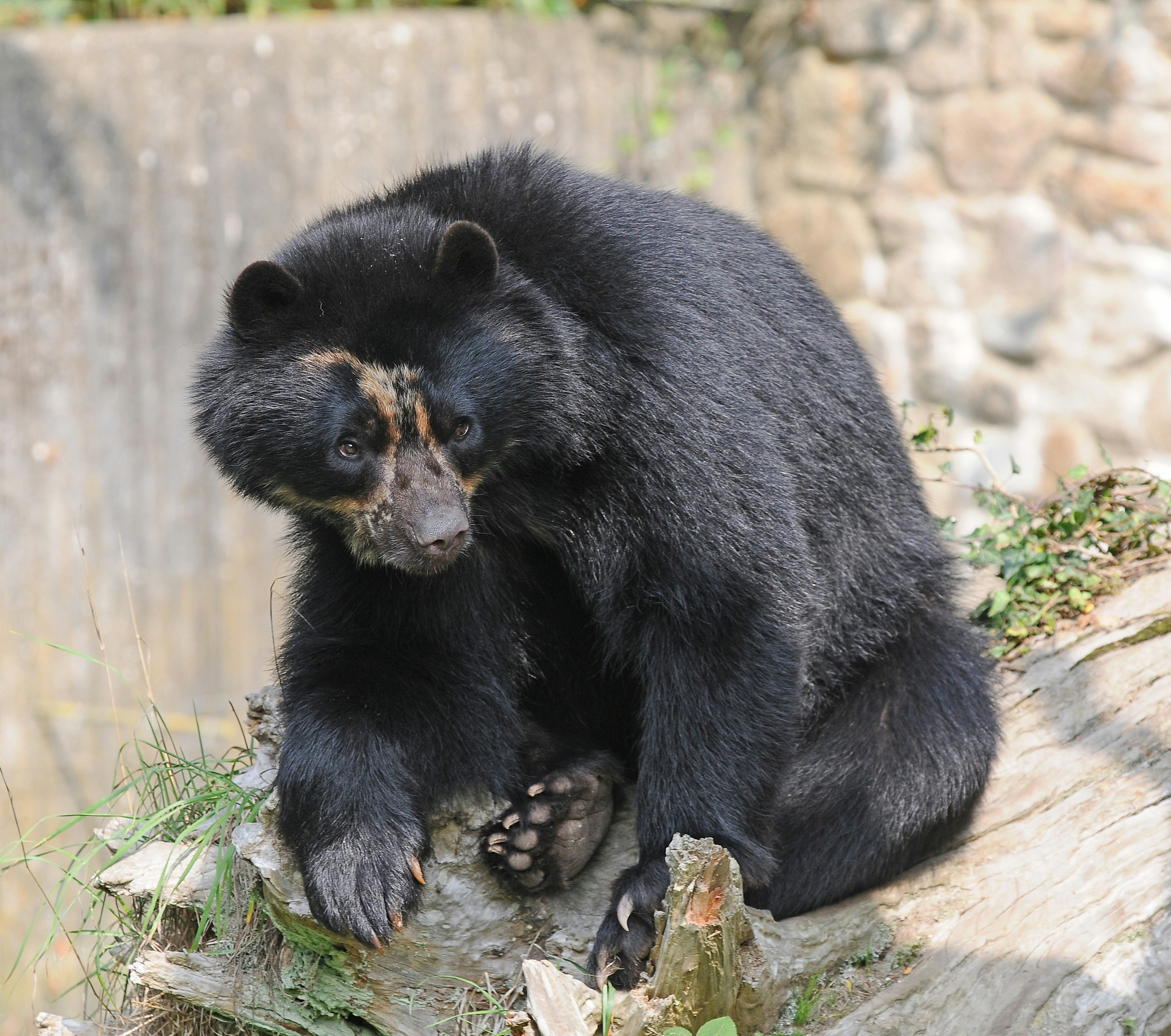 Spectacled bear portrait