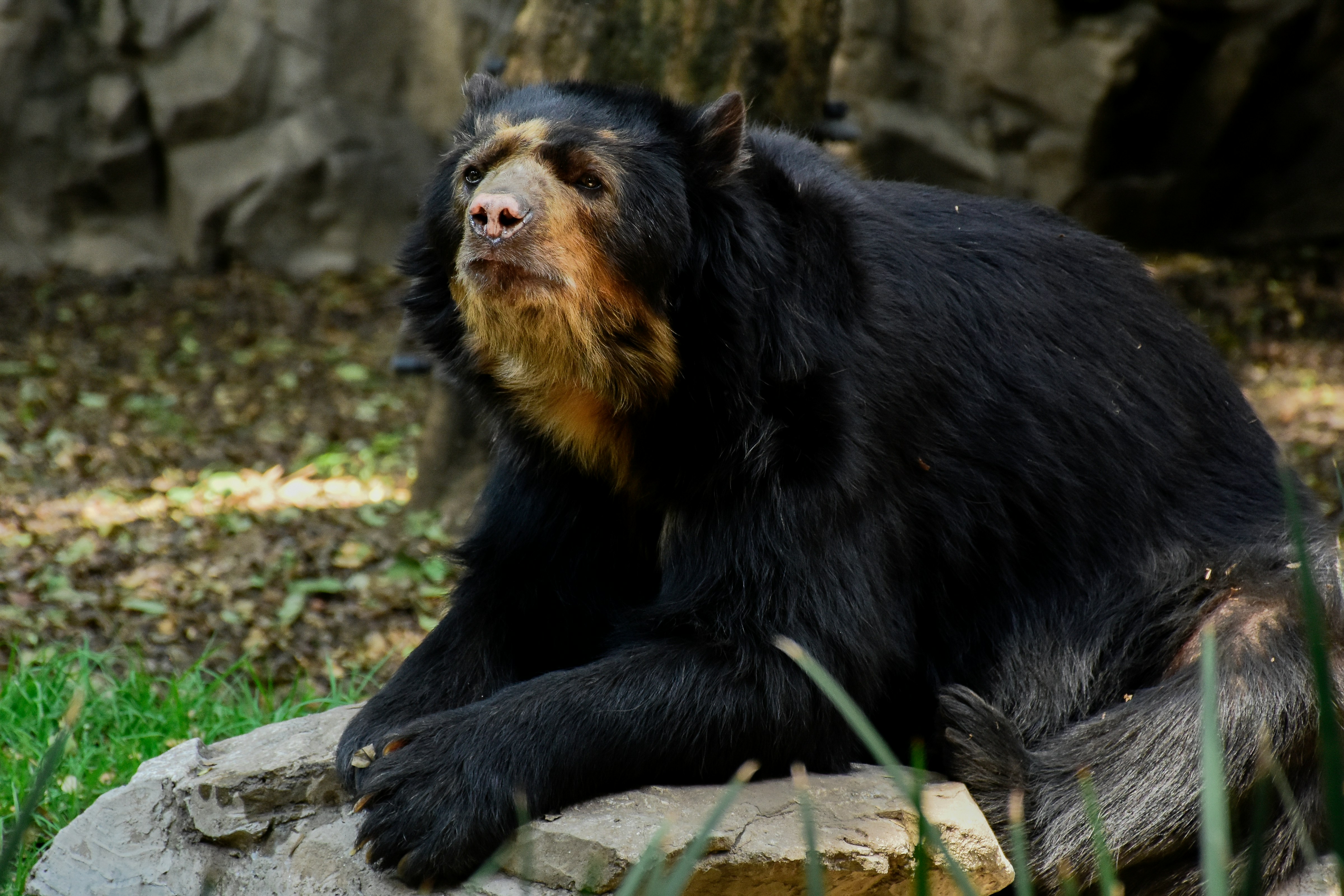 Spectacled bear